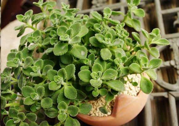 最难养死的10种多肉植物