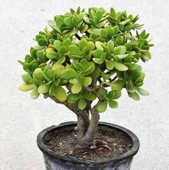 最难养死的10种多肉植物