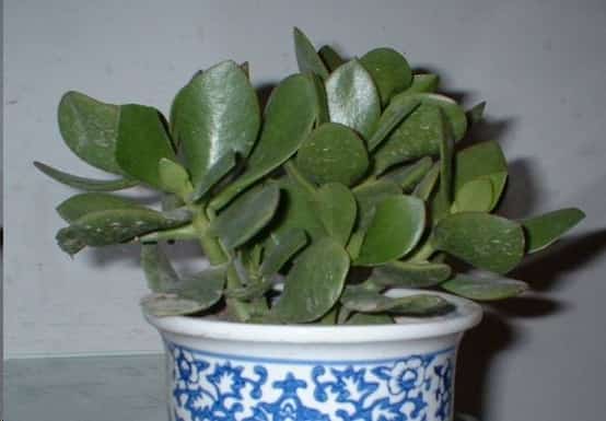 最难养死的10种多肉植物