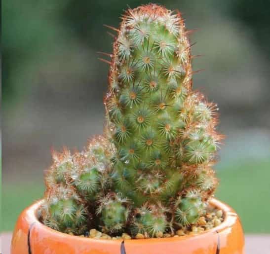 最难养死的10种多肉植物