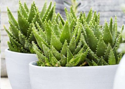 植物吸收二氧化碳释放氧气？ 植物如何利用二氧化碳释放氧气？