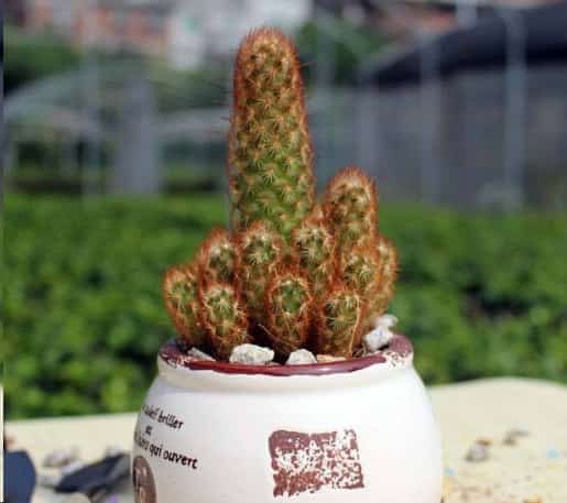 最难养死的10种多肉植物