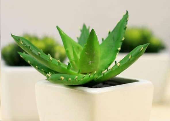 植物吸收二氧化碳释放氧气？