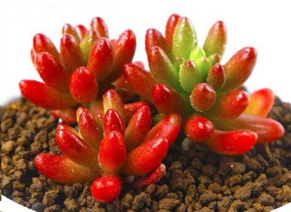 最难养死的10种多肉植物