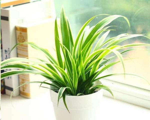 植物吸收二氧化碳释放氧气？