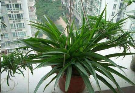 植物吸收二氧化碳释放氧气？