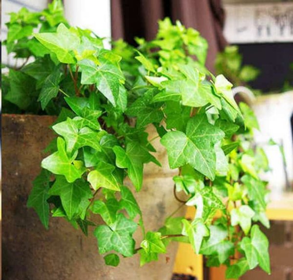 植物吸收二氧化碳释放氧气？