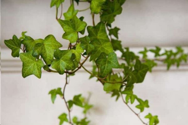 植物吸收二氧化碳释放氧气？