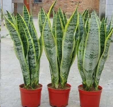 植物吸收二氧化碳释放氧气？