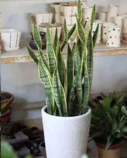 植物吸收二氧化碳释放氧气？