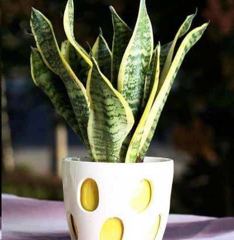 植物吸收二氧化碳释放氧气？
