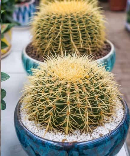 植物吸收二氧化碳释放氧气？