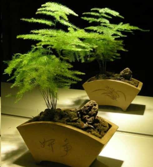 金钱树发财树快死了也别扔