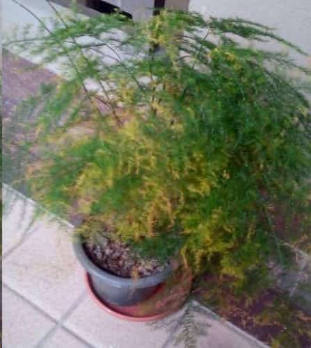 金钱树发财树快死了也别扔