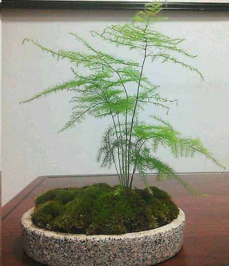 金钱树发财树快死了也别扔