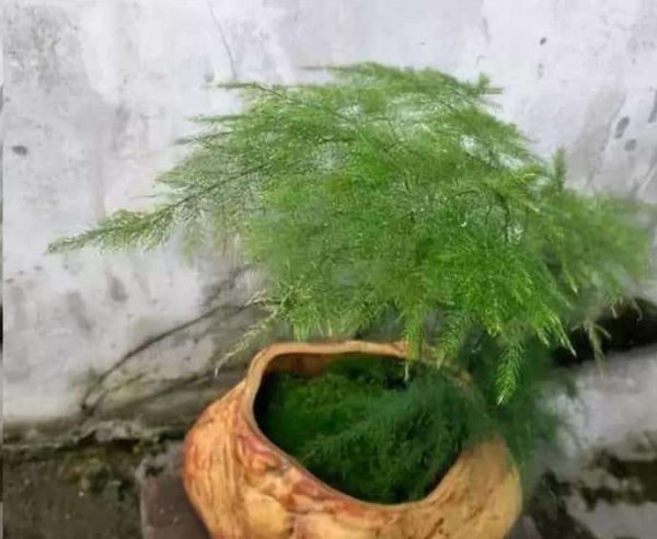 金钱树发财树快死了也别扔