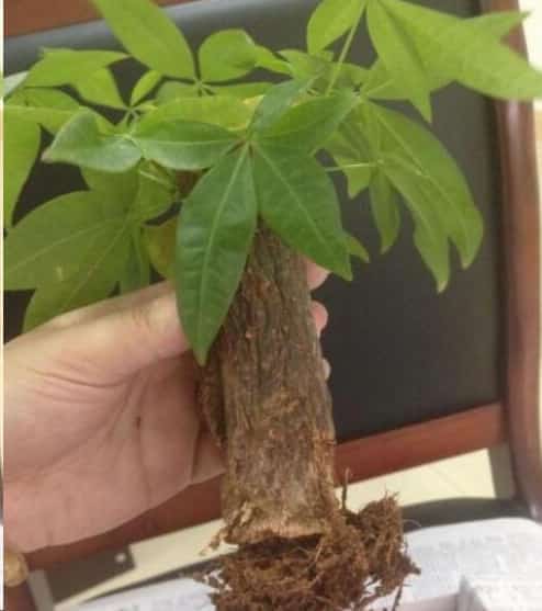 文竹发财树总黄叶怎么办？