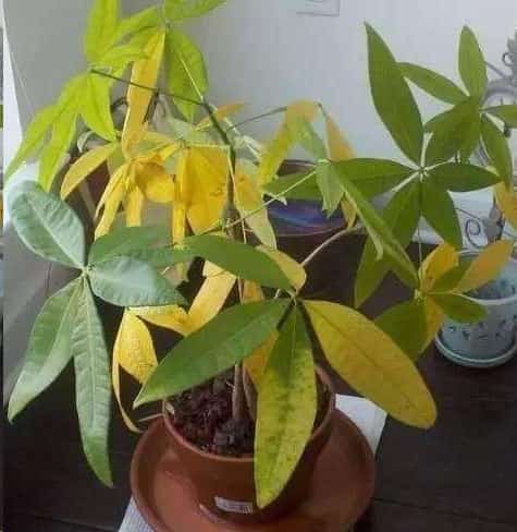 文竹发财树总黄叶怎么办？