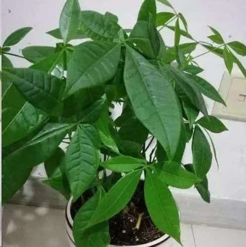 文竹发财树总黄叶怎么办？