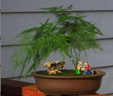 文竹发财树总黄叶怎么办？