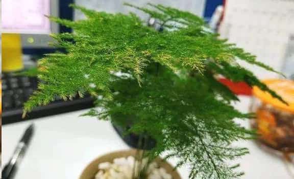 文竹发财树总黄叶怎么办？