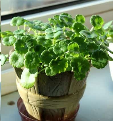 想要铜钱草四季翠绿