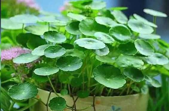 想要铜钱草四季翠绿