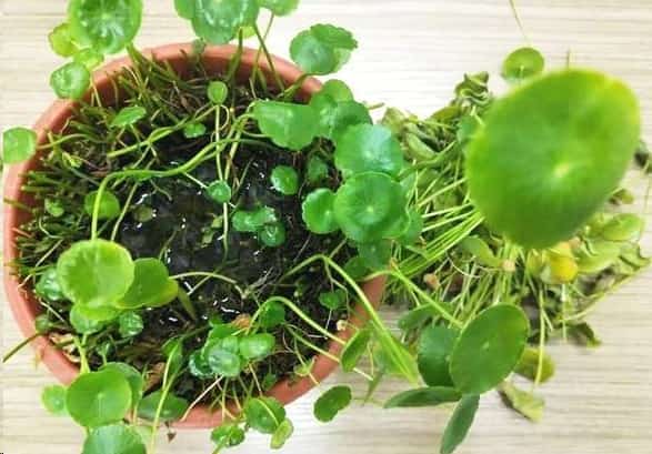 想要铜钱草四季翠绿