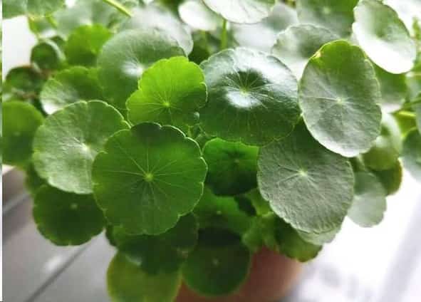 想要铜钱草四季翠绿