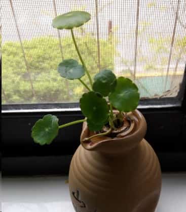 想要铜钱草四季翠绿