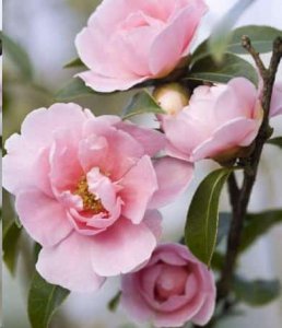 养茶花做到这几点 养茶花需注意以下几点