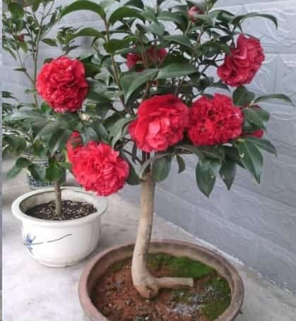 养茶花做到这几点