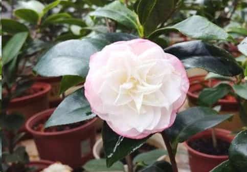 养茶花做到这几点