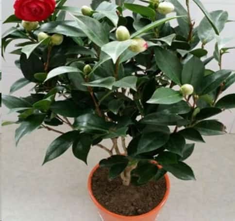 养茶花做到这几点