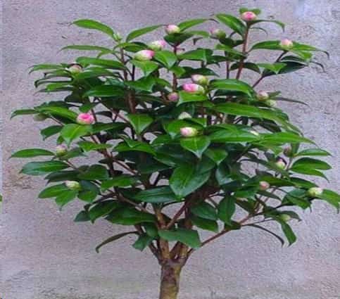 养茶花做到这几点