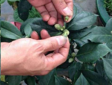 养茶花做到这几点