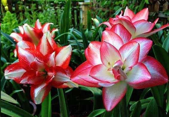 冬天自制花肥好时机