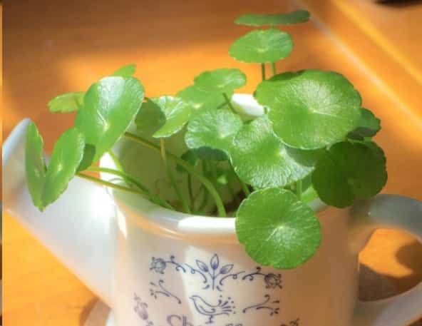 新年就养这些花让你秒变有钱人