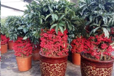 新年就养这些花让你秒变有钱人