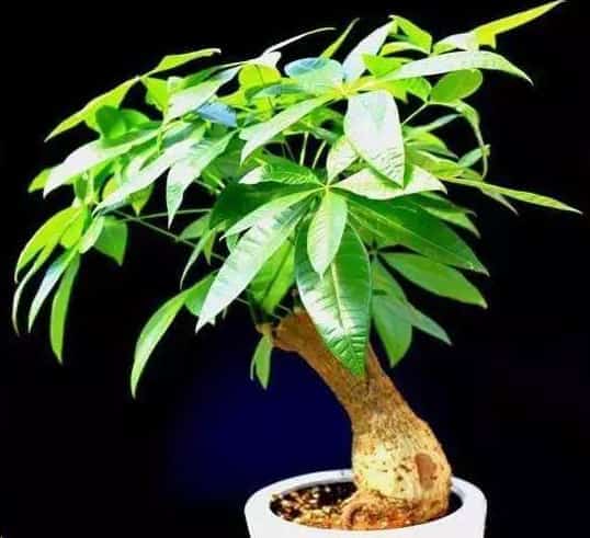 新年就养这些花让你秒变有钱人