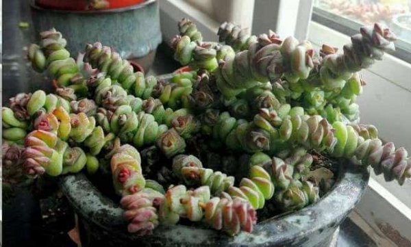 新年就养这些花让你秒变有钱人