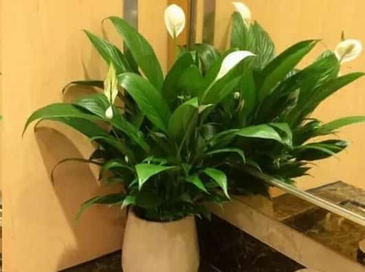 新年就养这些花让你秒变有钱人