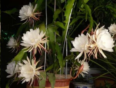 发财树黄叶蟹爪兰掉花苞 发财树黄叶蟹爪兰凋零花蕾