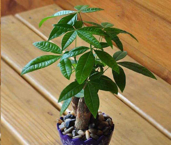 发财树黄叶蟹爪兰掉花苞