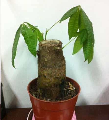 发财树黄叶蟹爪兰掉花苞