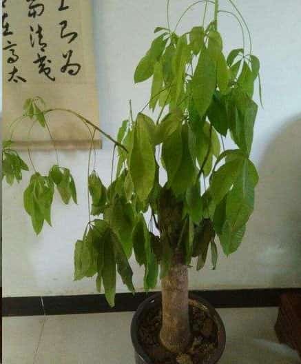 发财树黄叶蟹爪兰掉花苞