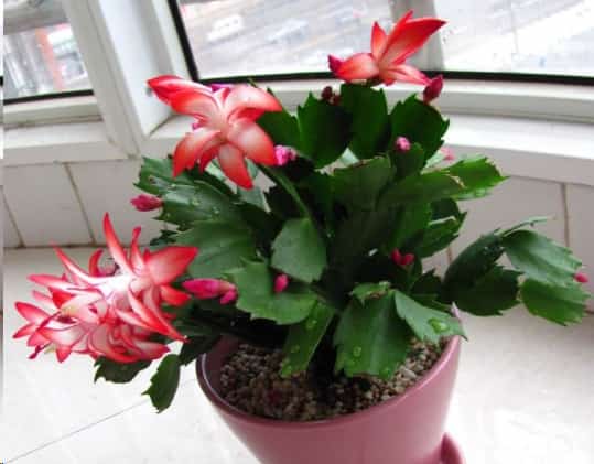 发财树黄叶蟹爪兰掉花苞