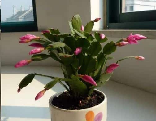 发财树黄叶蟹爪兰掉花苞