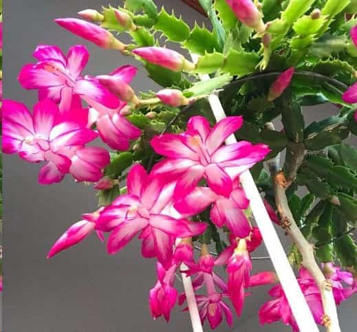 发财树黄叶蟹爪兰掉花苞