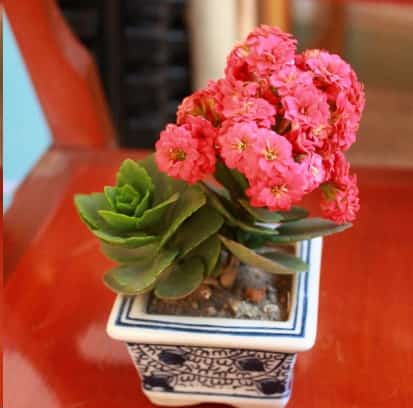 发财树黄叶蟹爪兰掉花苞